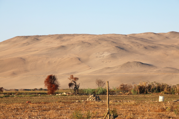 Petroglyphs just outside Arica.