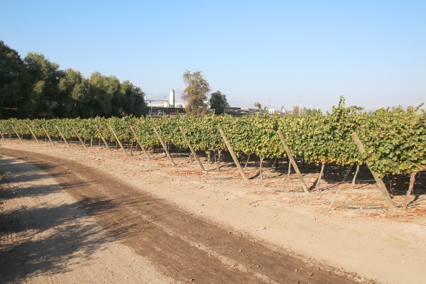 Panoramic view on the vineyard of Conya Y Toro.