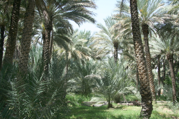 Oasis in Al Ain.