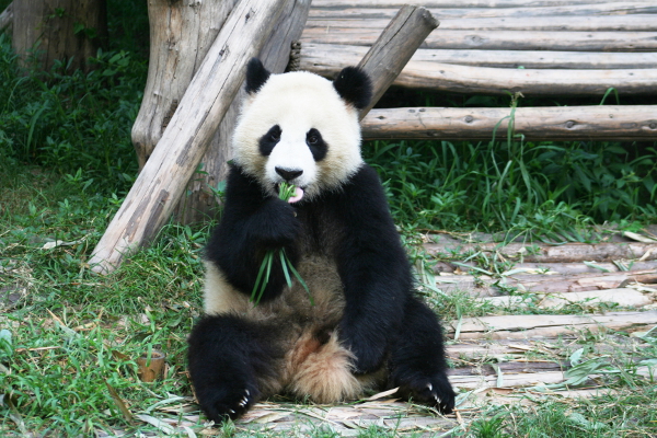 Panda in the Chengdu Research Base of Giant Panda Breeding