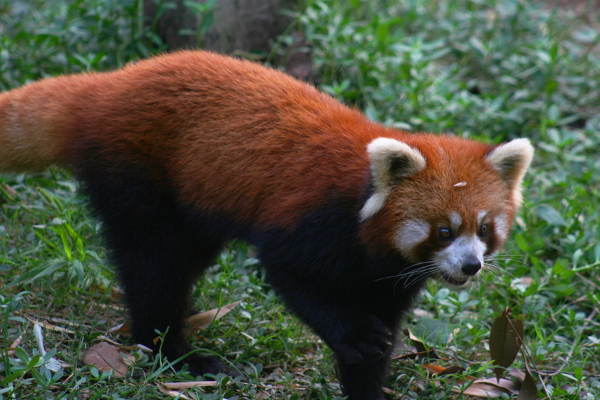 Red panda in Chengdu.