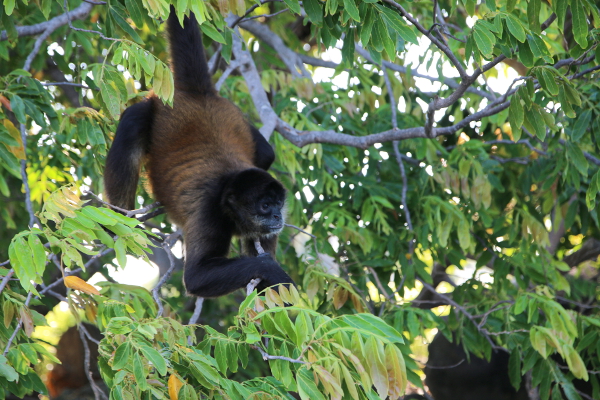 Monkey on Las Islestas.