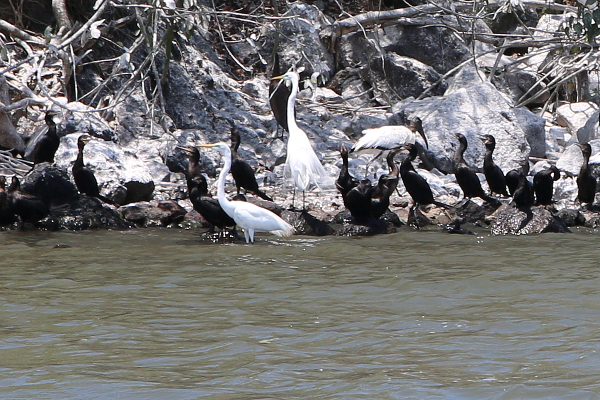 Birds on Islas Solentiname.