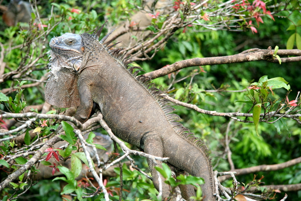 Iguana near Caño Negro National Park .