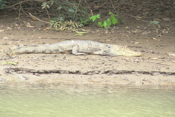 Crocodile in Caño Negro National Park.