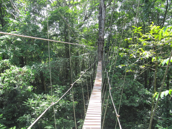 Canopy in Tortuguero.