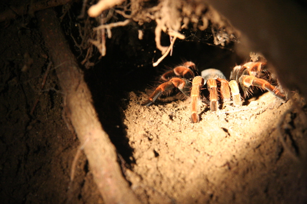 Huge spider in Monteverde.