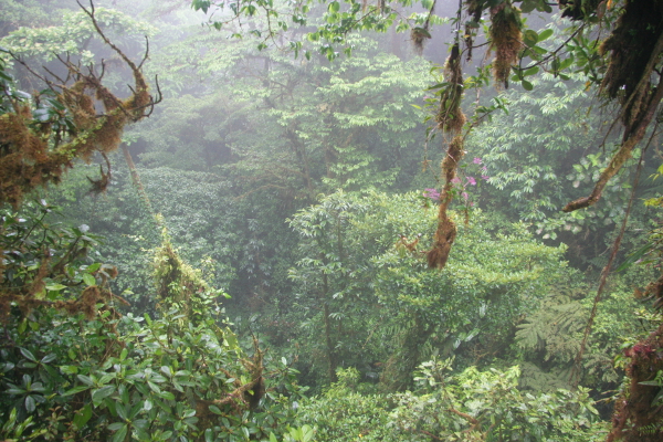 Panoramic vies over the cloud forest of Monteverde.