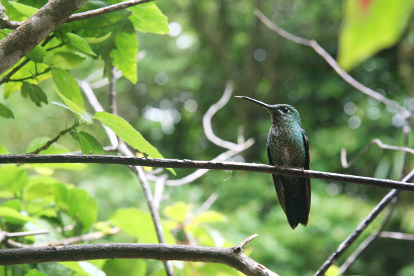 Hummingbird in Monteverde.