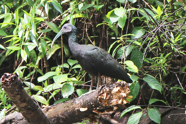 Green Ibis in Tortuguero National Park.