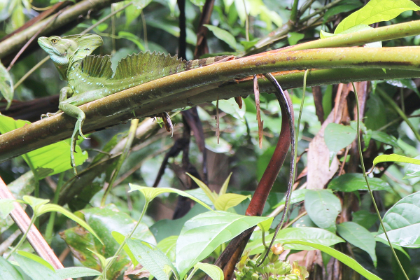 Lizard in Torgtuguero National Park.